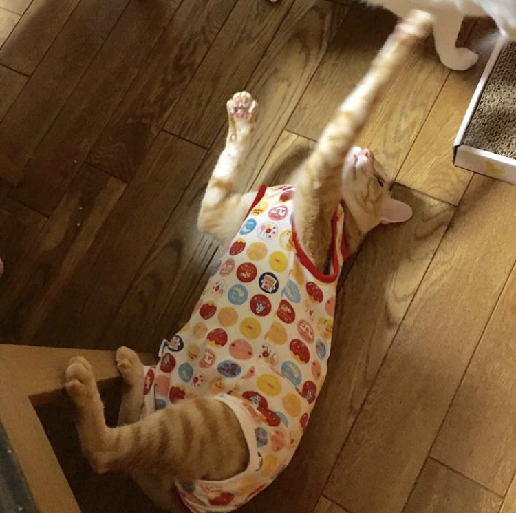 f:id:nyanmamachan:20220109215914j:plain