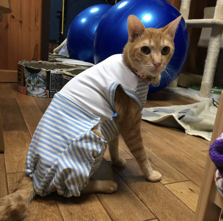 f:id:nyanmamachan:20220110200420j:plain