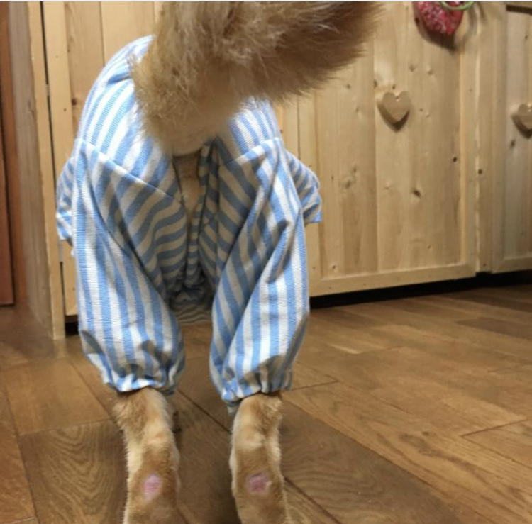 f:id:nyanmamachan:20220110200819j:plain