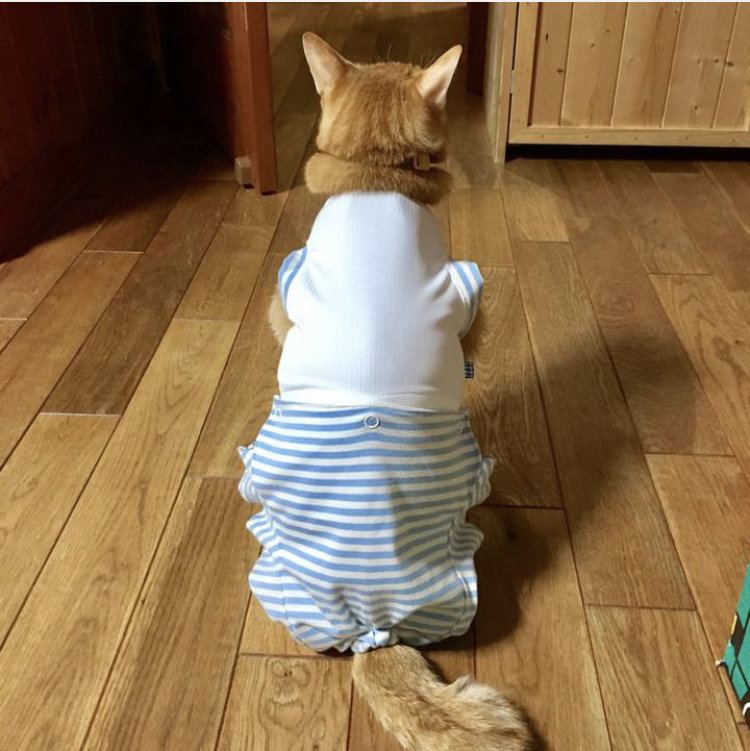 f:id:nyanmamachan:20220110200915j:plain