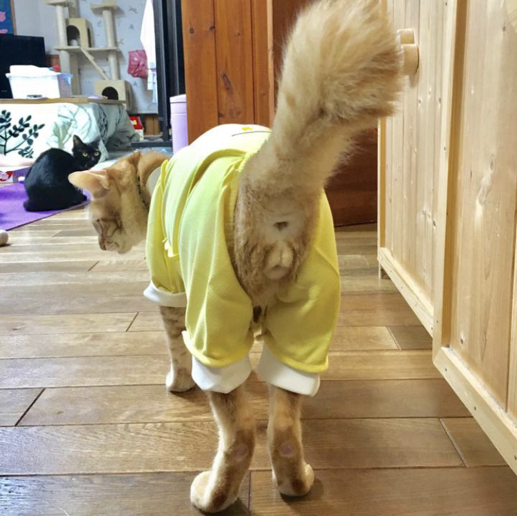 f:id:nyanmamachan:20220110201938j:plain