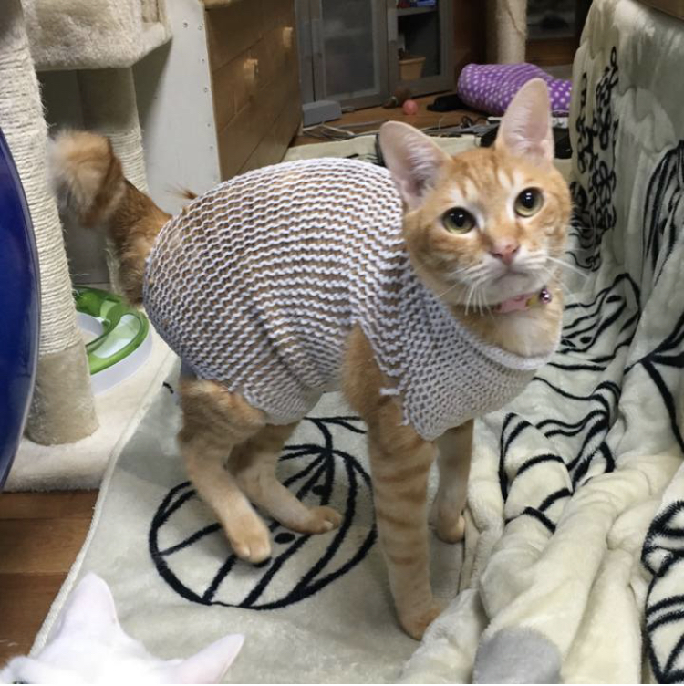 f:id:nyanmamachan:20220110202439j:plain