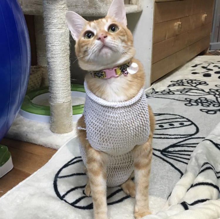 f:id:nyanmamachan:20220110202506j:plain