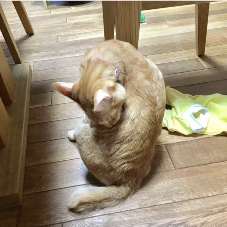 f:id:nyanmamachan:20220110204019j:plain