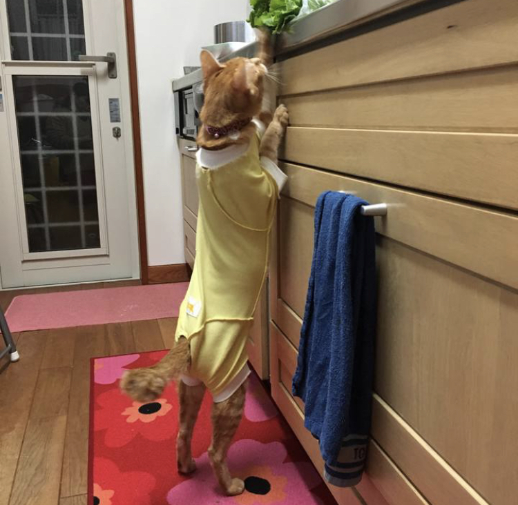 f:id:nyanmamachan:20220110210143j:plain