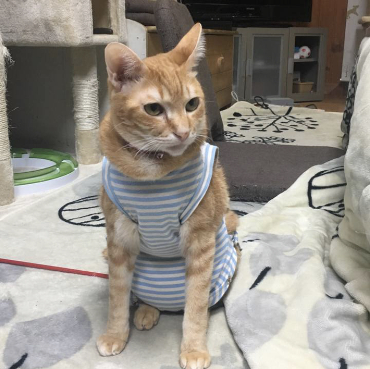 f:id:nyanmamachan:20220111223446j:plain