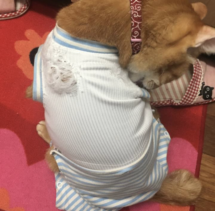 f:id:nyanmamachan:20220111223547j:plain