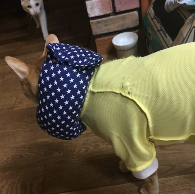 f:id:nyanmamachan:20220111224201j:plain