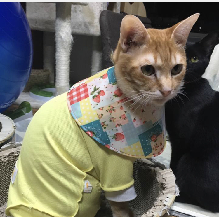 f:id:nyanmamachan:20220111224729j:plain