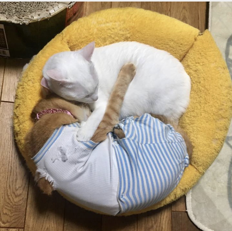 f:id:nyanmamachan:20220111225201j:plain