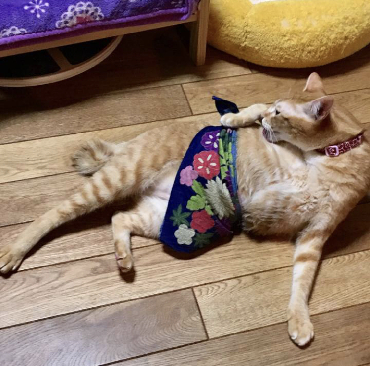 f:id:nyanmamachan:20220111225320j:plain