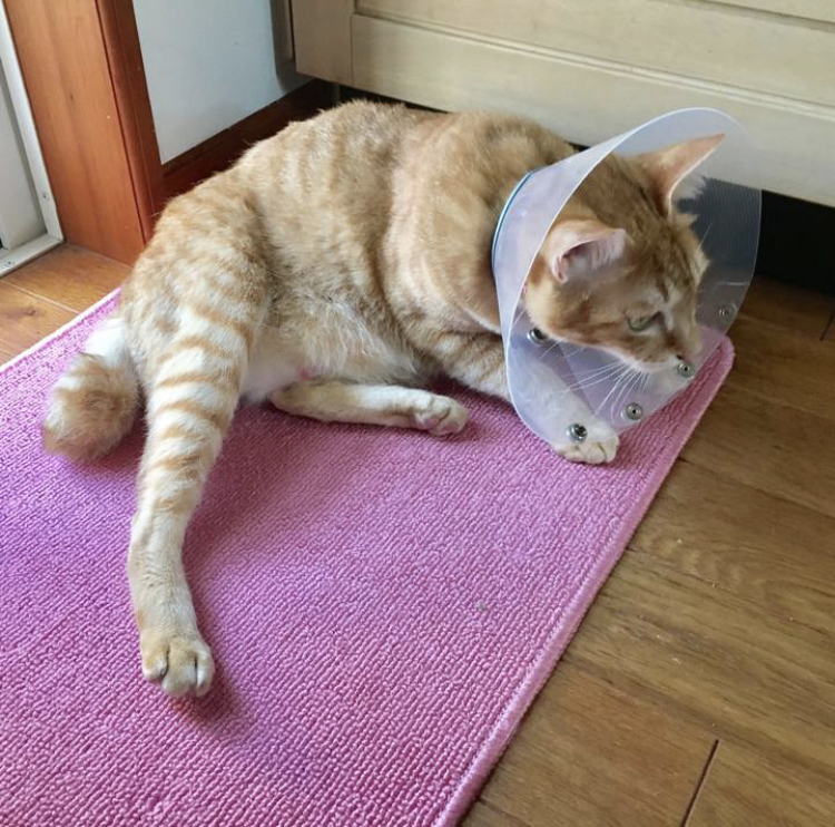 f:id:nyanmamachan:20220111230539j:plain