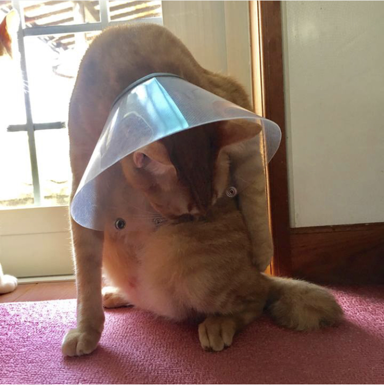 f:id:nyanmamachan:20220111230558j:plain