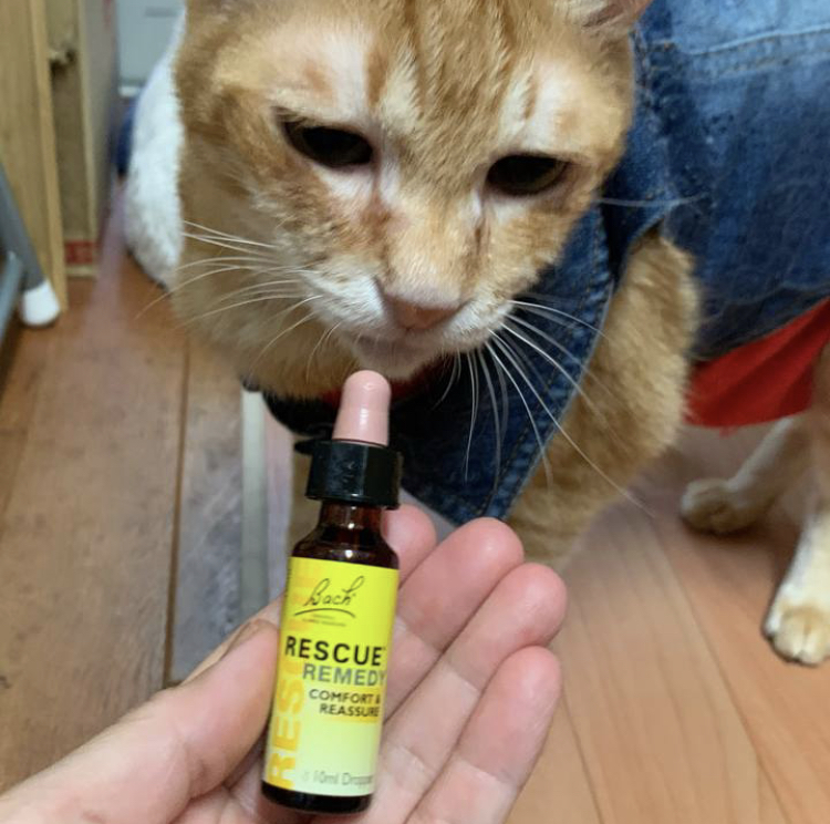 f:id:nyanmamachan:20220112215757j:plain