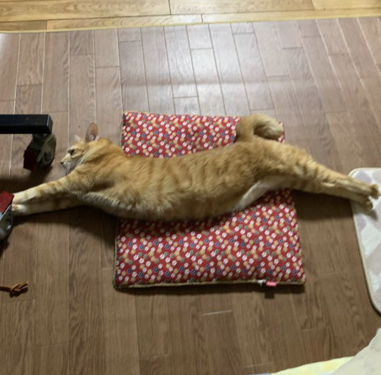 f:id:nyanmamachan:20220112220229j:plain