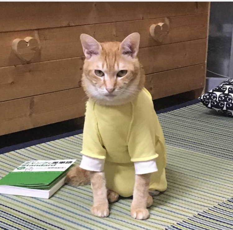 f:id:nyanmamachan:20220113220118j:plain