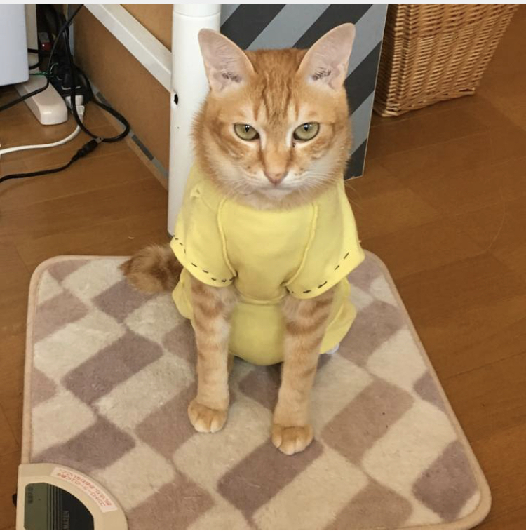 f:id:nyanmamachan:20220113220235j:plain