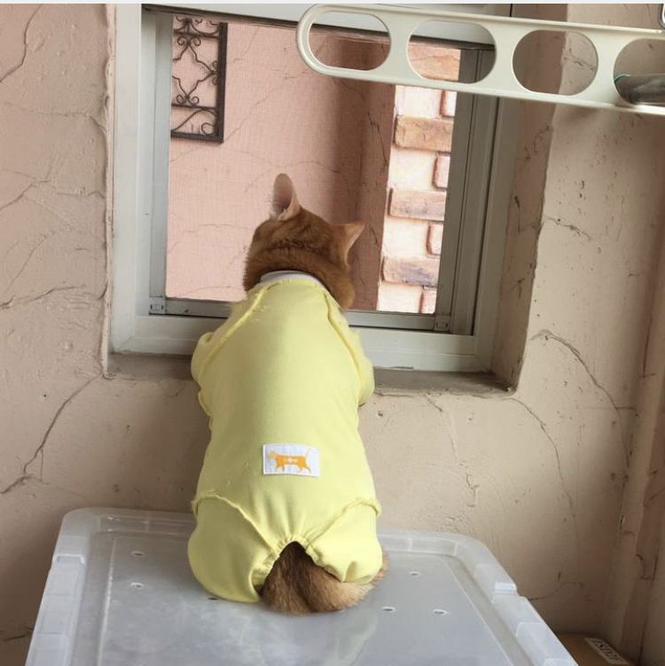 f:id:nyanmamachan:20220113220342j:plain