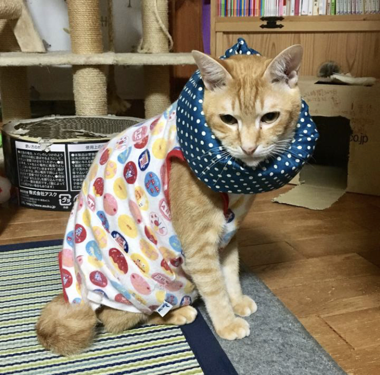 f:id:nyanmamachan:20220113220443j:plain