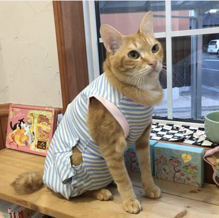 f:id:nyanmamachan:20220113220551j:plain