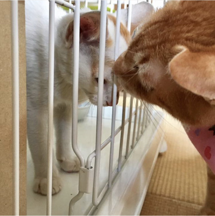 f:id:nyanmamachan:20220113220827j:plain