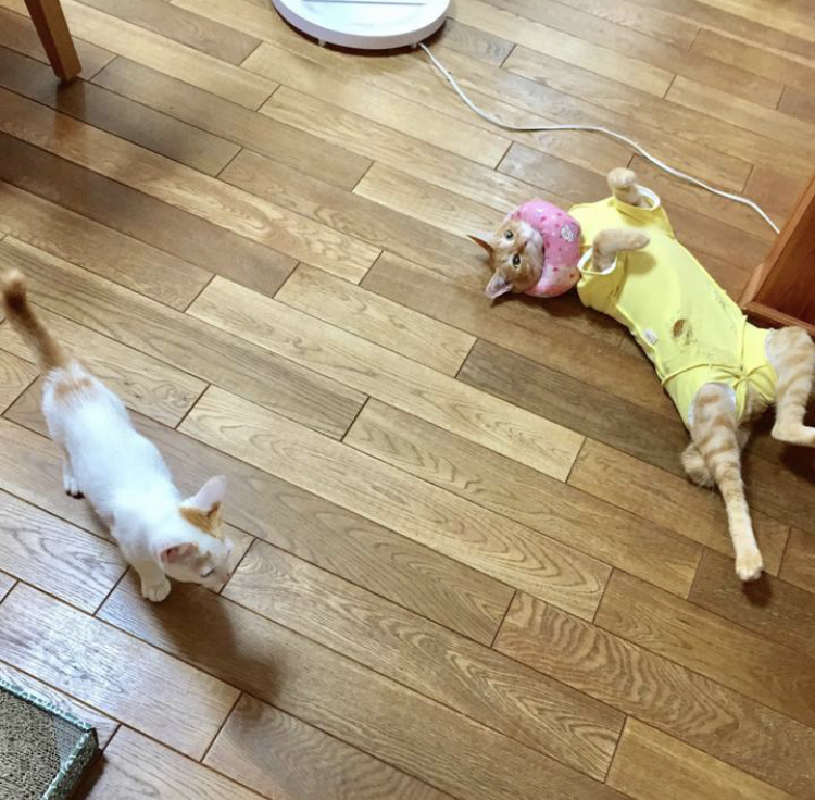 f:id:nyanmamachan:20220113221136j:plain