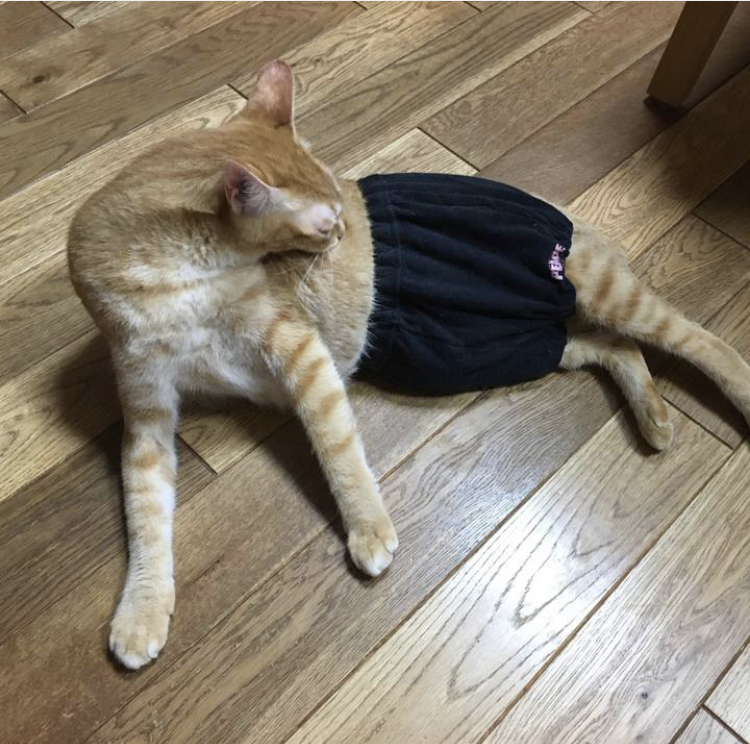 f:id:nyanmamachan:20220113221232j:plain