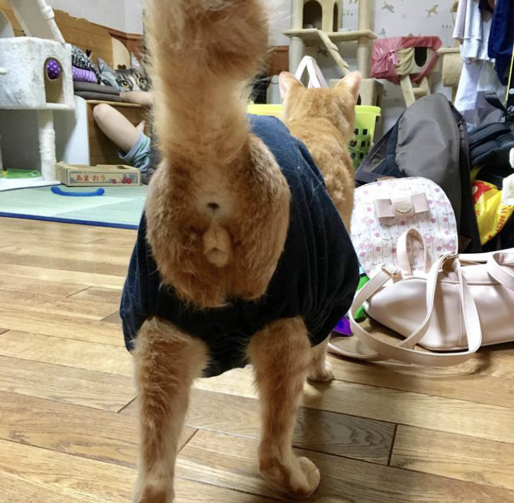 f:id:nyanmamachan:20220113221613j:plain