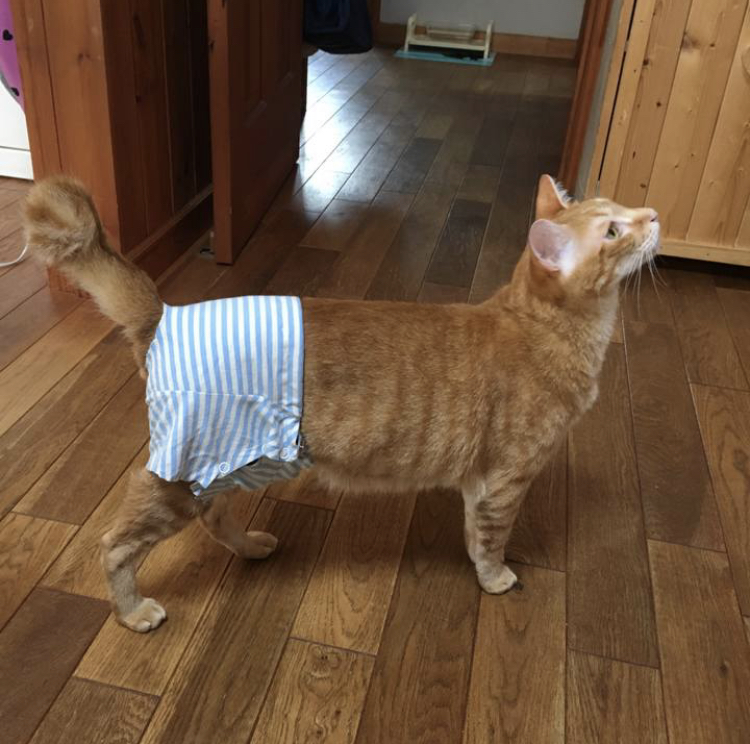 f:id:nyanmamachan:20220113221756j:plain