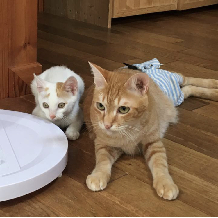 f:id:nyanmamachan:20220113221857j:plain