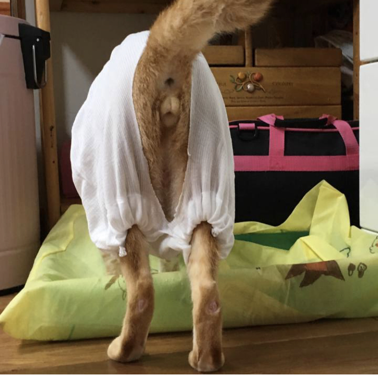 f:id:nyanmamachan:20220113222109j:plain