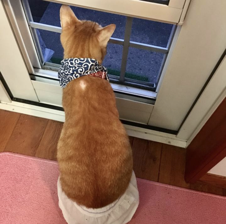 f:id:nyanmamachan:20220113222202j:plain