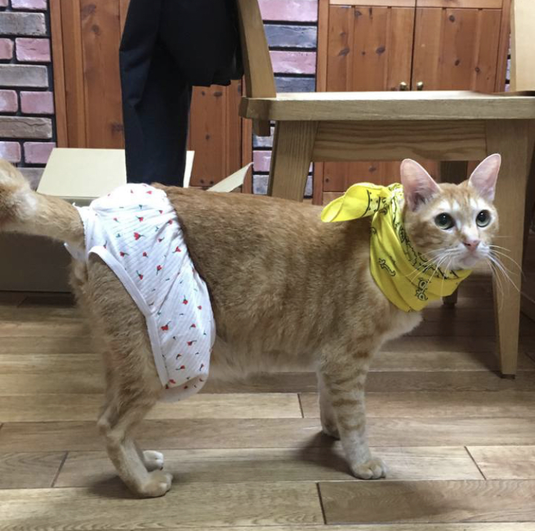 f:id:nyanmamachan:20220113222311j:plain