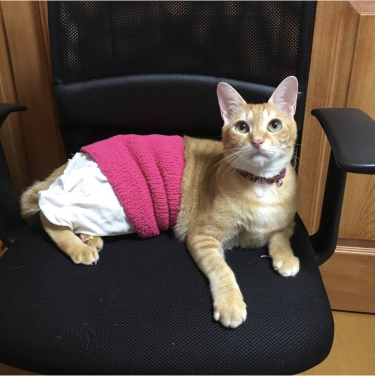 f:id:nyanmamachan:20220113222444j:plain