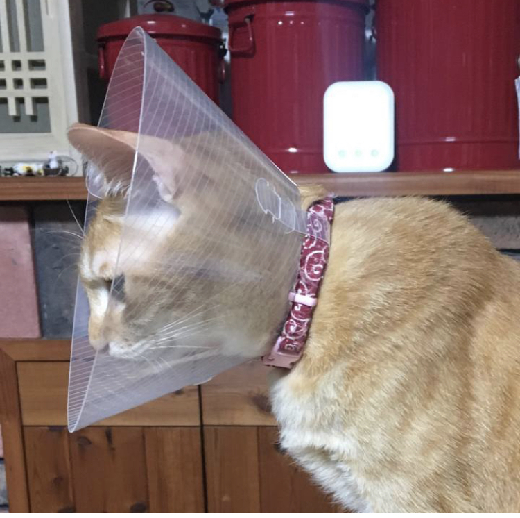 f:id:nyanmamachan:20220113222709j:plain