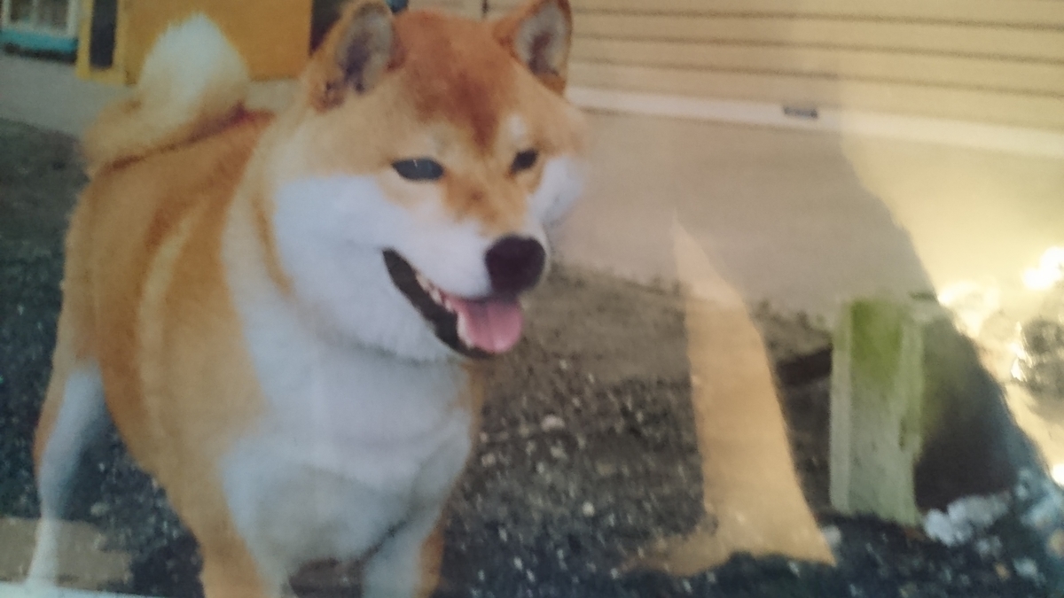 f:id:nyannkorinn:20190718190431j:plain f:id:nyannkorinn:20190718190431j:plain