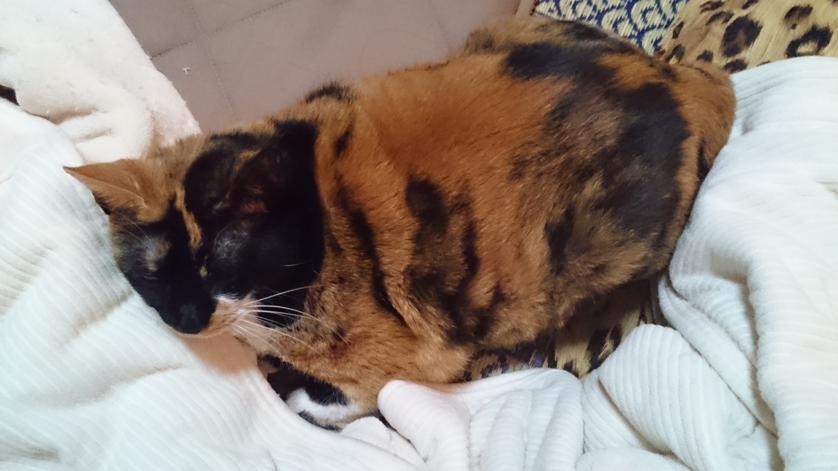 f:id:nyannkorinn:20190822181704j:plain f:id:nyannkorinn:20190822181704j:plain
