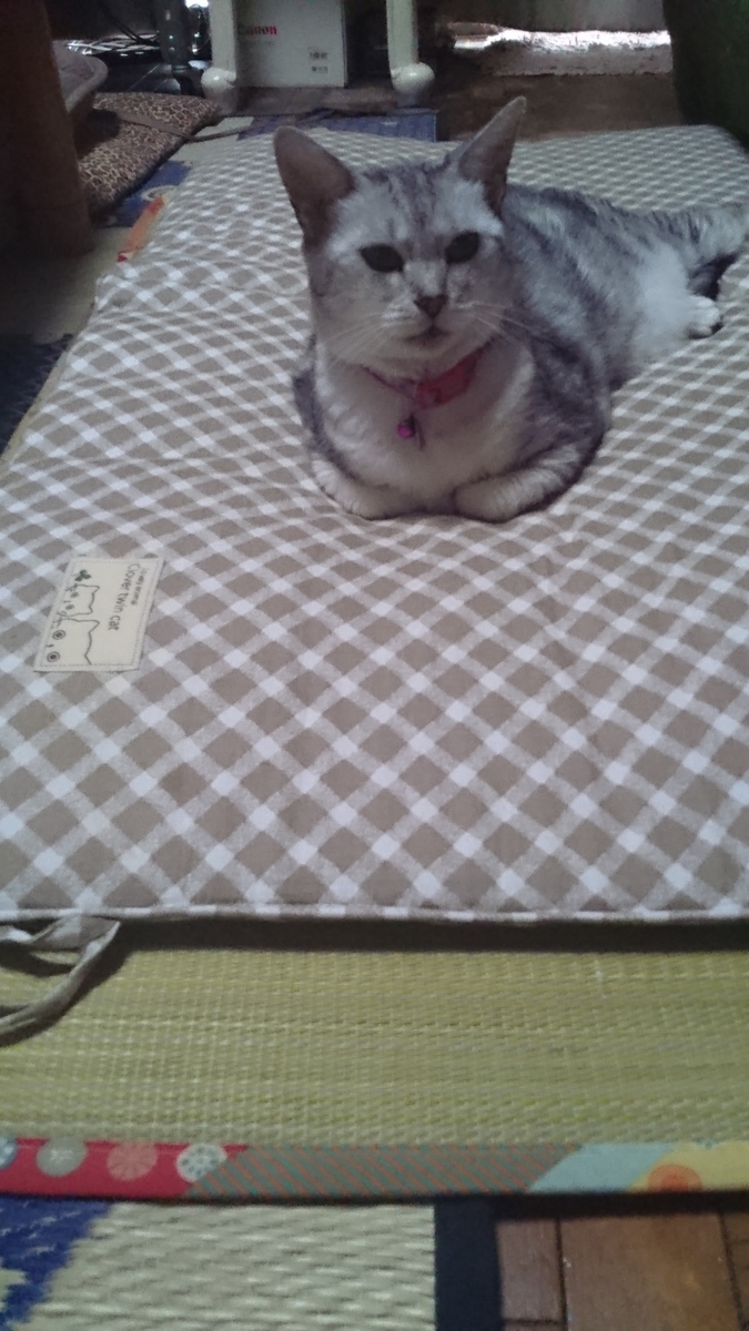 f:id:nyannkorinn:20190823171827j:plain