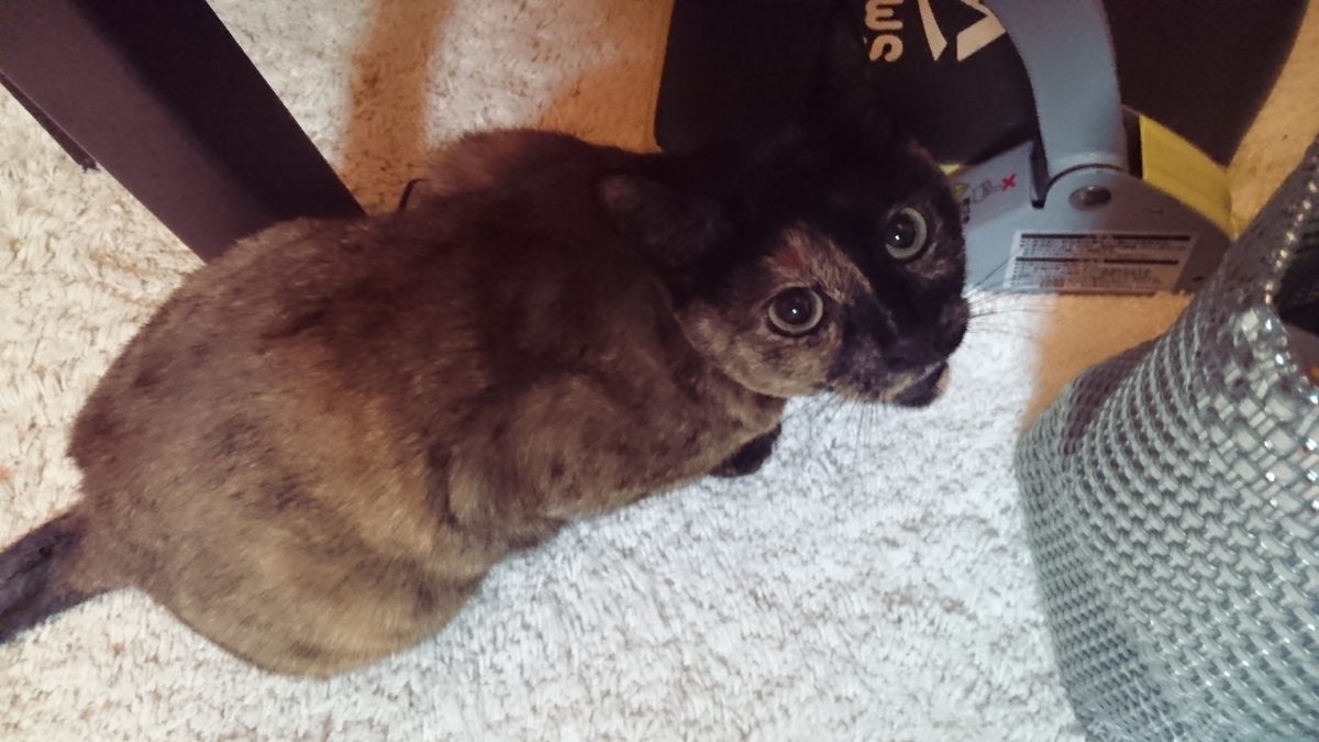 f:id:nyannkorinn:20190826183618j:plain f:id:nyannkorinn:20190826183618j:plain