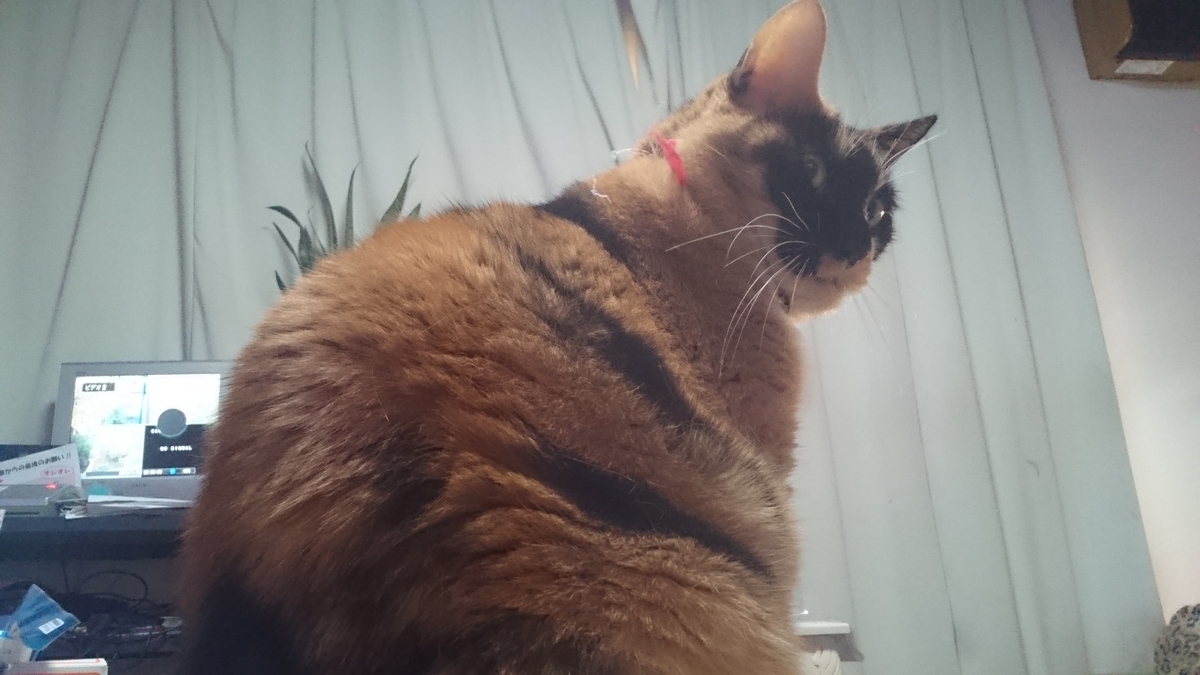 f:id:nyannkorinn:20191111183955j:plain