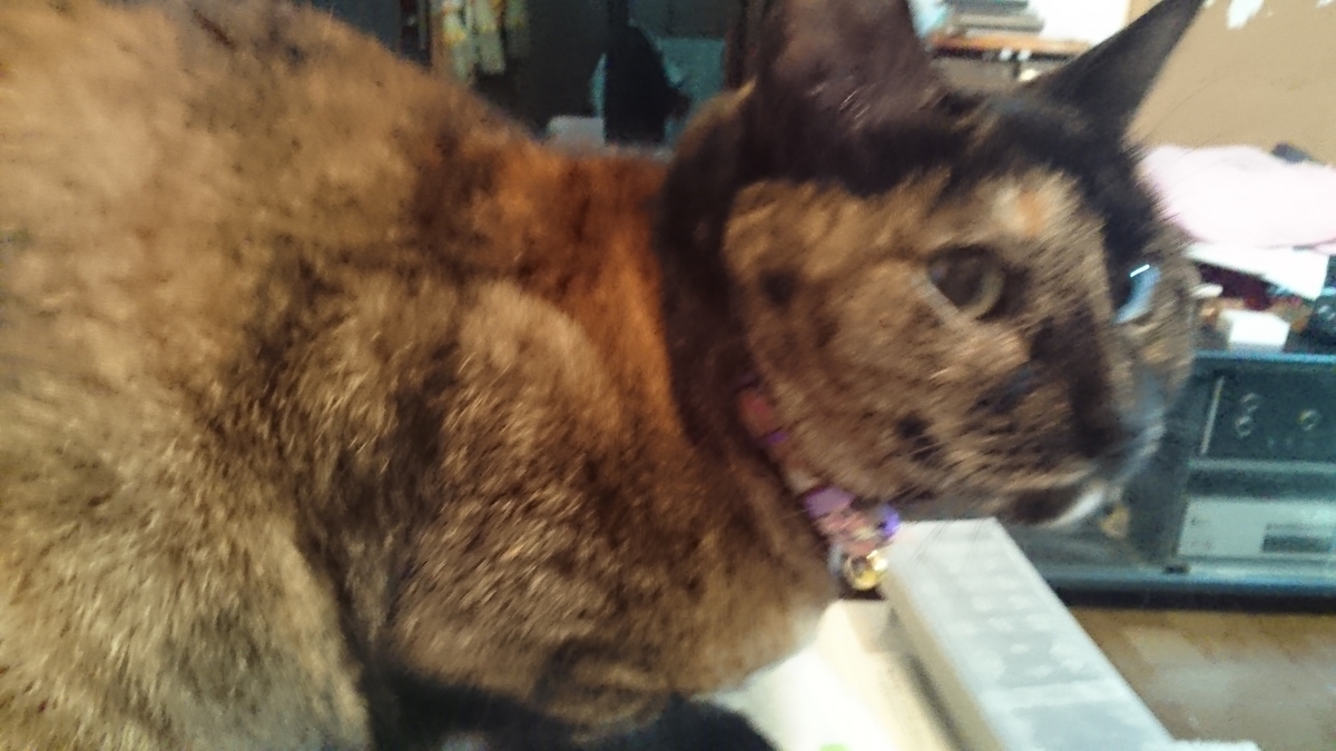 f:id:nyannkorinn:20200401172739j:plain