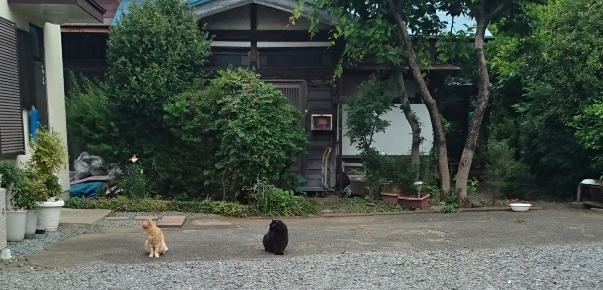f:id:nyannkorinn:20200601175338j:plain