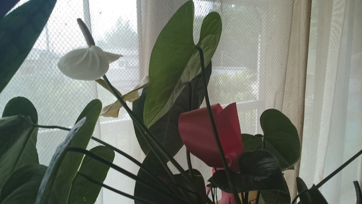 f:id:nyannkorinn:20200724161055j:plain