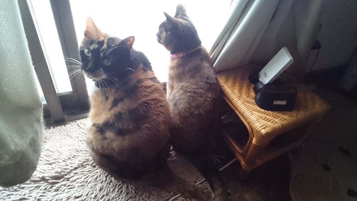 f:id:nyannkorinn:20200911160309j:plain