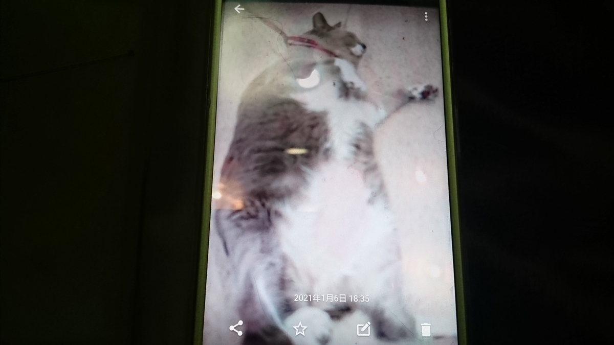 f:id:nyannkorinn:20210106202208j:plain