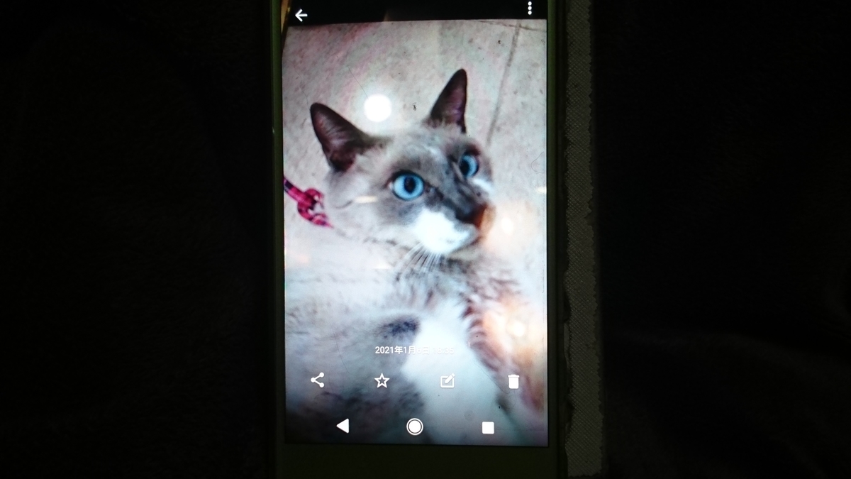 f:id:nyannkorinn:20210106202255j:plain