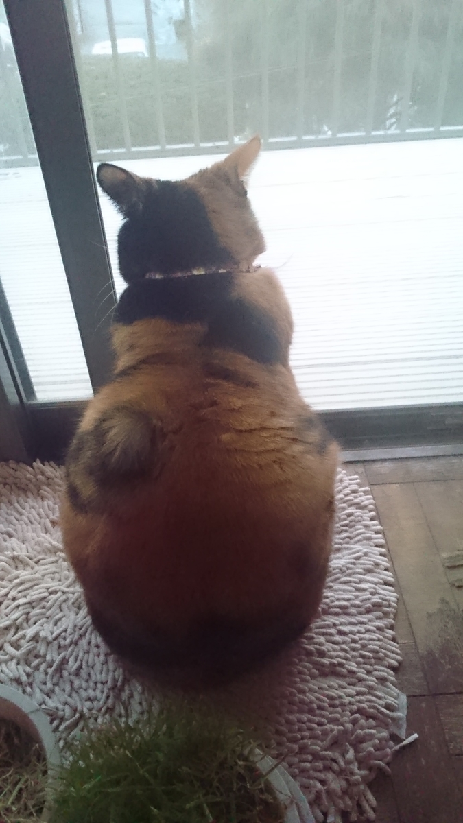f:id:nyannkorinn:20210122165458j:plain