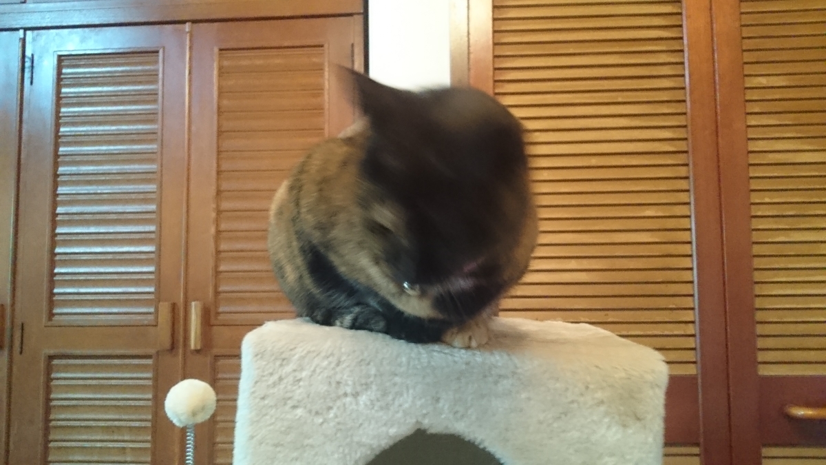 f:id:nyannkorinn:20210201164812j:plain