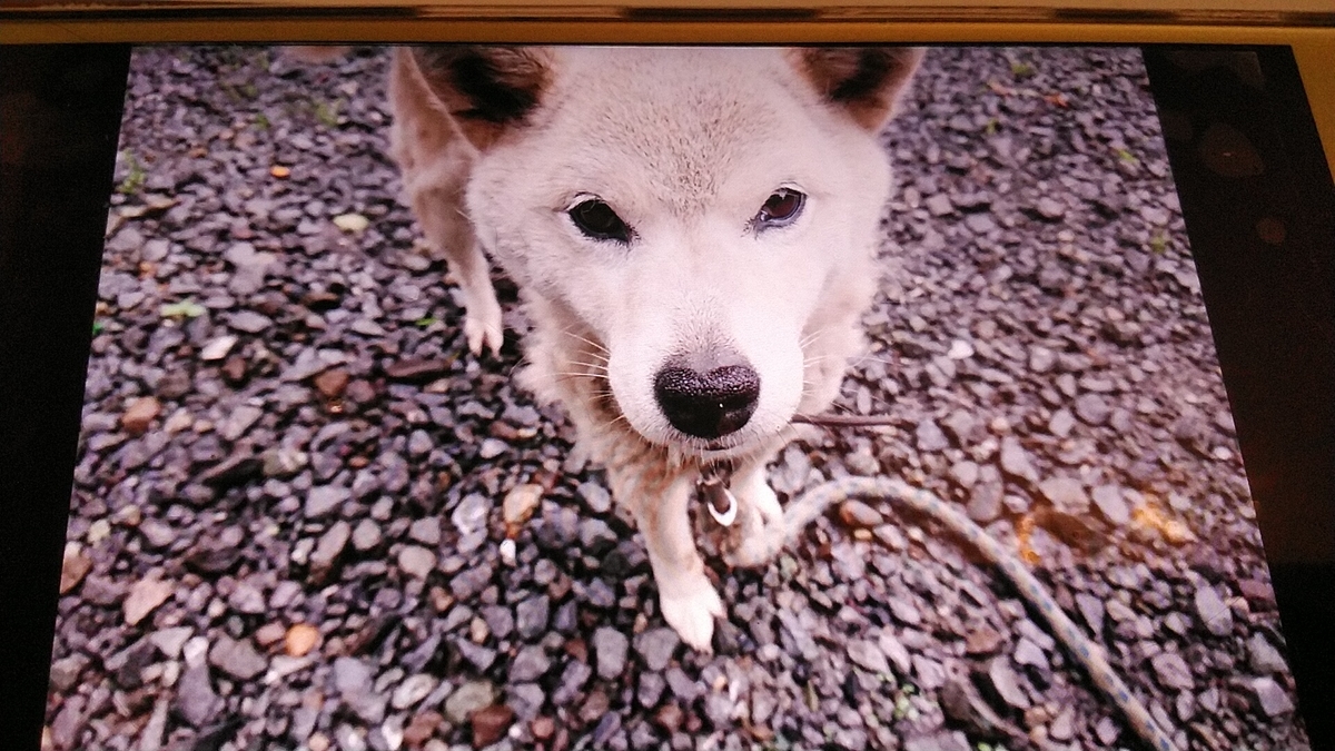 f:id:nyannkorinn:20210521165158j:plain