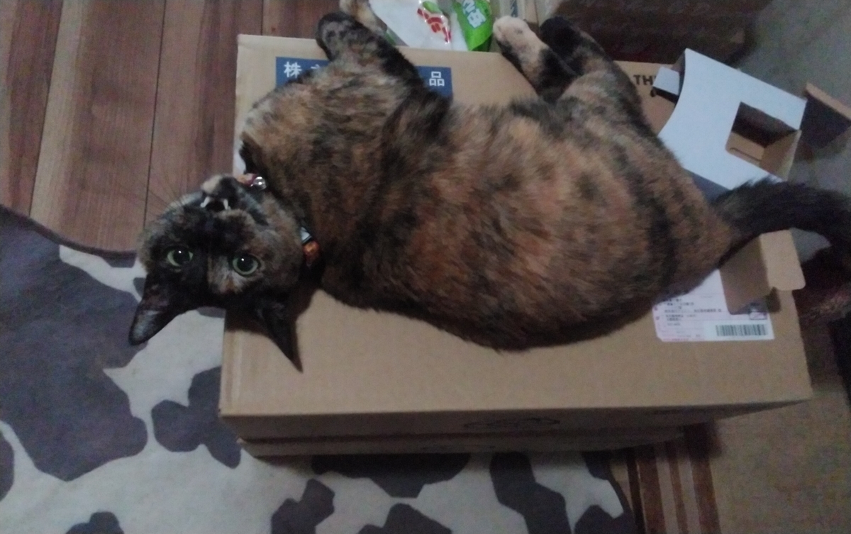 f:id:nyannkorinn:20210628155233j:plain